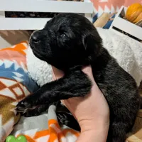 Green Collar, a female German Shepherd Dog for sale in Richmond, KY – Photo 7 of 9
