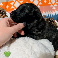 Green Collar, a female German Shepherd Dog for sale in Richmond, KY – Photo 3 of 9