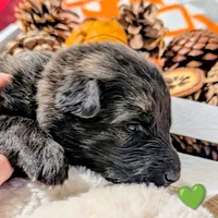 Green Collar, a female German Shepherd Dog for sale in Richmond, KY – Photo 6 of 9
