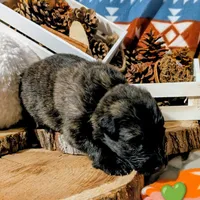 Green Collar, a female German Shepherd Dog for sale in Richmond, KY – Photo 2 of 9