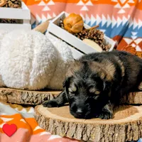 Red Collar, a male German Shepherd Dog for sale in Richmond, KY – Photo 2 of 10