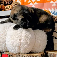 Red Collar, a male German Shepherd Dog for sale in Richmond, KY – Photo 7 of 10