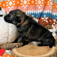 Red Collar, a male German Shepherd Dog for sale in Richmond, KY – Photo 3 of 10