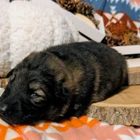 Red Collar, a male German Shepherd Dog for sale in Richmond, KY – Photo 5 of 10