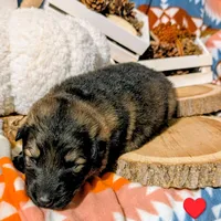 Red Collar, a male German Shepherd Dog for sale in Richmond, KY – Photo 6 of 10