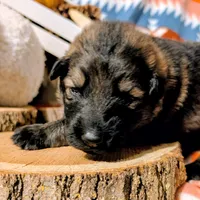 Red Collar, a male German Shepherd Dog for sale in Richmond, KY – Photo 8 of 10