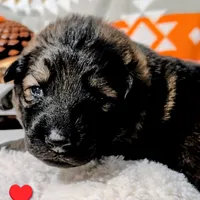 Red Collar, a male German Shepherd Dog for sale in Richmond, KY – Photo 1 of 10