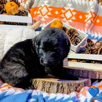 Blue Collar, a male German Shepherd Dog for sale in Richmond, KY – Photo 3 of 9