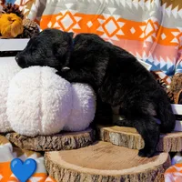 Blue Collar, a male German Shepherd Dog for sale in Richmond, KY – Photo 7 of 9