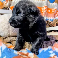 Blue Collar, a male German Shepherd Dog for sale in Richmond, KY – Photo 2 of 9