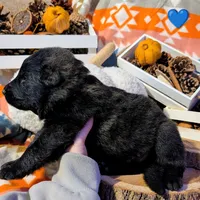 Blue Collar, a male German Shepherd Dog for sale in Richmond, KY – Photo 4 of 9