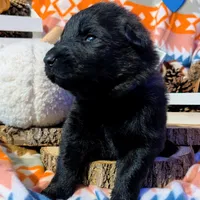 Blue Collar, a male German Shepherd Dog for sale in Richmond, KY – Photo 1 of 9