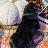 Blue Collar, a male German Shepherd Dog for sale in Richmond, KY – Photo 6 of 9