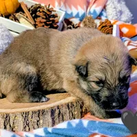 Black Collar, a male German Shepherd Dog for sale in Richmond, KY – Photo 7 of 10