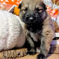 Black Collar, a male German Shepherd Dog for sale in Richmond, KY – Photo 1 of 10