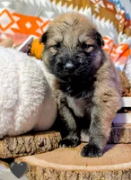 Black Collar, a male German Shepherd Dog for sale in Richmond, KY – Photo 1 of 10