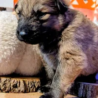 Black Collar, a male German Shepherd Dog for sale in Richmond, KY – Photo 2 of 10