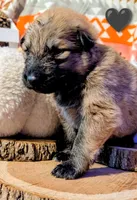 Black Collar, a male German Shepherd Dog for sale in Richmond, KY – Photo 2 of 10