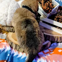 Black Collar, a male German Shepherd Dog for sale in Richmond, KY – Photo 4 of 10