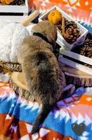 Black Collar, a male German Shepherd Dog for sale in Richmond, KY – Photo 4 of 10