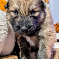 Black Collar, a male German Shepherd Dog for sale in Richmond, KY – Photo 3 of 10