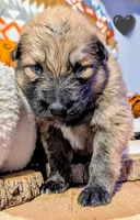 Black Collar, a male German Shepherd Dog for sale in Richmond, KY – Photo 3 of 10