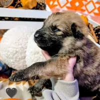 Black Collar, a male German Shepherd Dog for sale in Richmond, KY – Photo 8 of 10