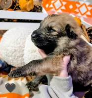 Black Collar, a male German Shepherd Dog for sale in Richmond, KY – Photo 8 of 10