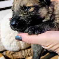 Black Collar, a male German Shepherd Dog for sale in Richmond, KY – Photo 6 of 10