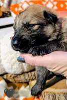 Black Collar, a male German Shepherd Dog for sale in Richmond, KY – Photo 6 of 10