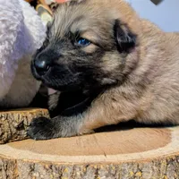 Black Collar, a male German Shepherd Dog for sale in Richmond, KY – Photo 5 of 10