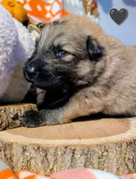 Black Collar, a male German Shepherd Dog for sale in Richmond, KY – Photo 5 of 10