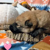 Pink Collar, a female German Shepherd Dog for sale in Richmond, KY – Photo 7 of 10
