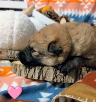 Pink Collar, a female German Shepherd Dog for sale in Richmond, KY – Photo 7 of 10