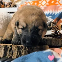 Pink Collar, a female German Shepherd Dog for sale in Richmond, KY – Photo 5 of 10