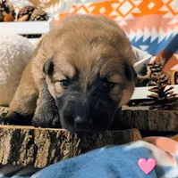 Pink Collar, a female German Shepherd Dog for sale in Richmond, KY – Photo 5 of 10