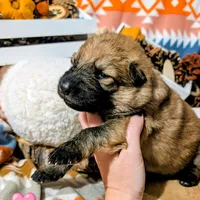 Pink Collar, a female German Shepherd Dog for sale in Richmond, KY – Photo 2 of 10