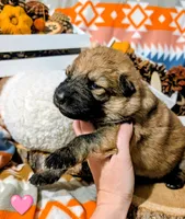 Pink Collar, a female German Shepherd Dog for sale in Richmond, KY – Photo 2 of 10
