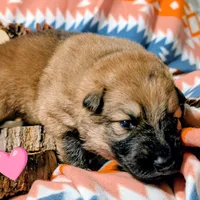 Pink Collar, a female German Shepherd Dog for sale in Richmond, KY – Photo 4 of 10