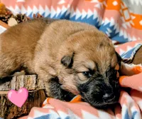 Pink Collar, a female German Shepherd Dog for sale in Richmond, KY – Photo 4 of 10