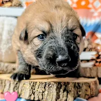 Pink Collar, a female German Shepherd Dog for sale in Richmond, KY – Photo 3 of 10