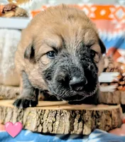 Pink Collar, a female German Shepherd Dog for sale in Richmond, KY – Photo 3 of 10