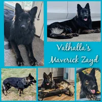 Pink Collar, a female German Shepherd Dog for sale in Richmond, KY – Photo 9 of 10