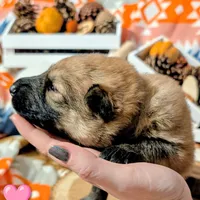Pink Collar, a female German Shepherd Dog for sale in Richmond, KY – Photo 6 of 10