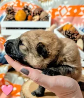 Pink Collar, a female German Shepherd Dog for sale in Richmond, KY – Photo 6 of 10