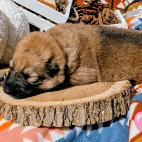 Pink Collar, a female German Shepherd Dog for sale in Richmond, KY – Photo 8 of 10