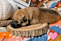 Pink Collar, a female German Shepherd Dog for sale in Richmond, KY – Photo 8 of 10