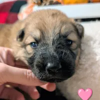 Pink Collar, a female German Shepherd Dog for sale in Richmond, KY – Photo 1 of 10
