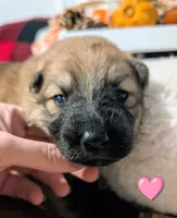 Pink Collar, a female German Shepherd Dog for sale in Richmond, KY – Photo 1 of 10