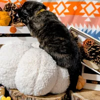 Yellow Collar, a male German Shepherd Dog for sale in Richmond, KY – Photo 6 of 10